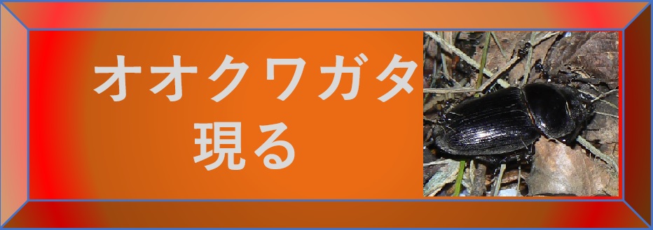 昆虫ウォッチング -オオクワガタ現る-選択